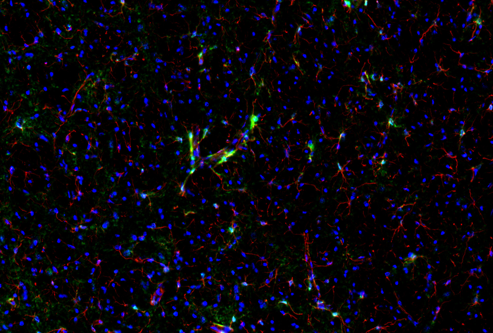 Cntf Antibody