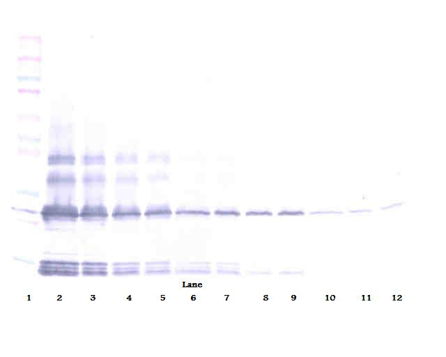 BMP2 Antibody (Biotin)