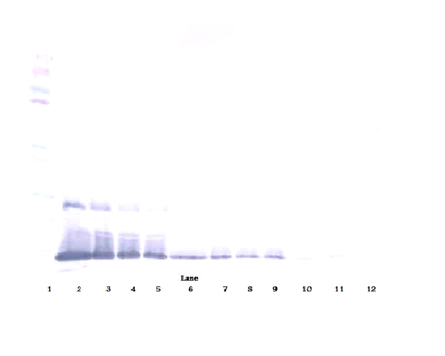 BMP2 Antibody (Biotin)