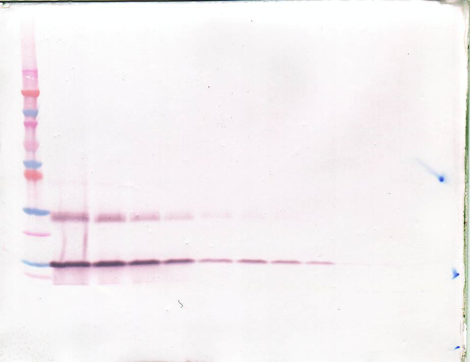 BDNF Antibody (biotin)