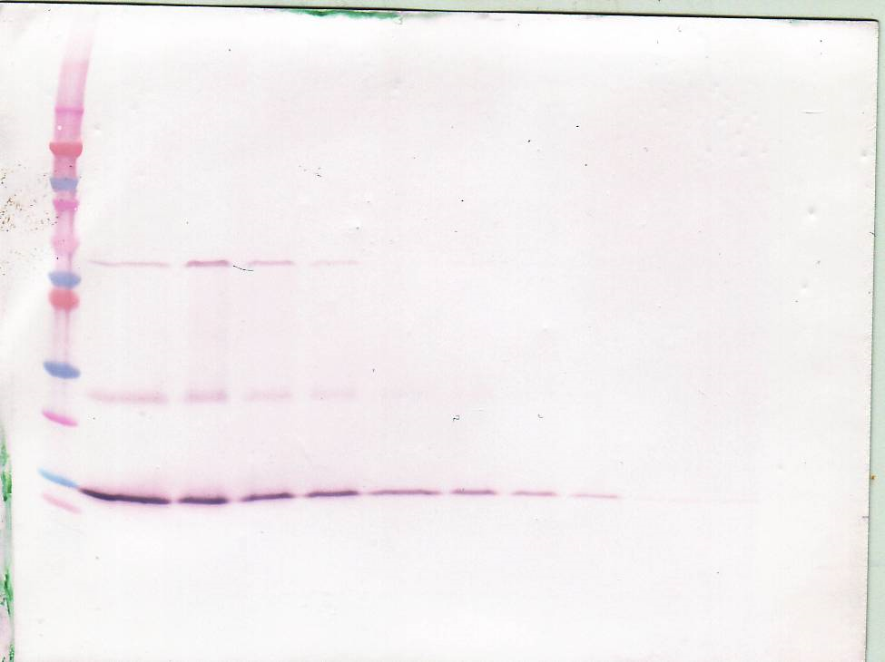 BDNF Antibody