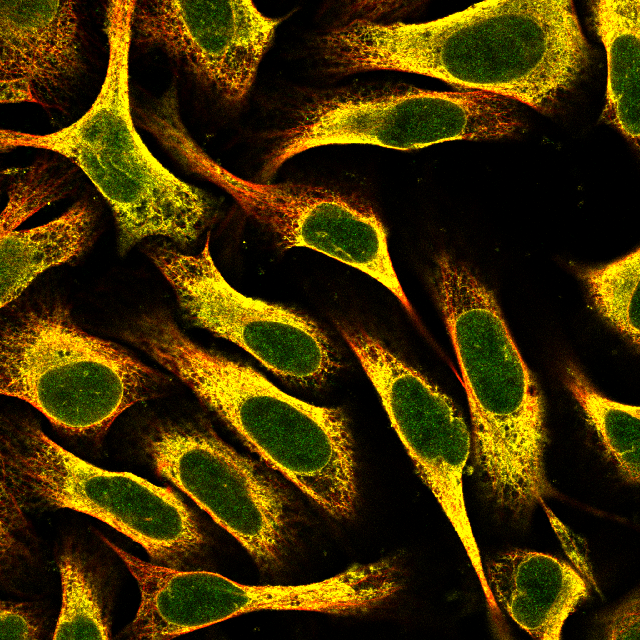 BDNF Antibody