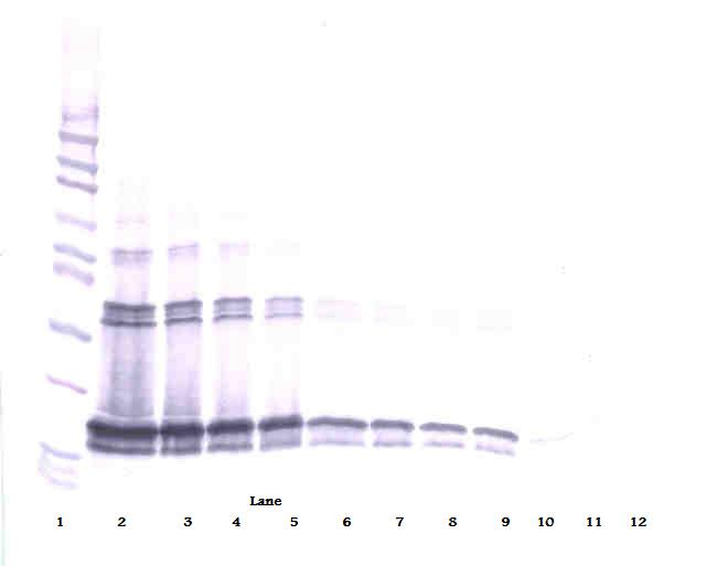 TNFSF13B Antibody
