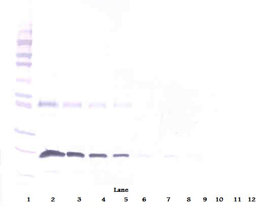 TNFRSF9 Antibody (Biotin)