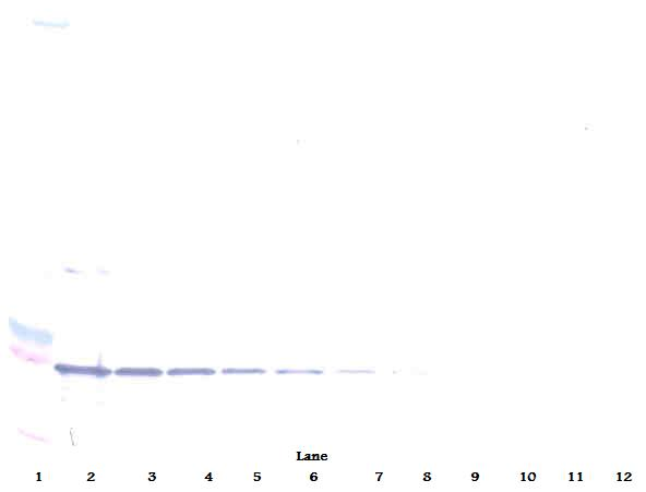 TNFRSF9 Antibody