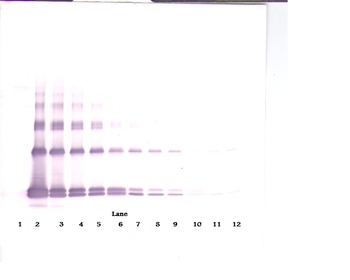 IL-33 Antibody