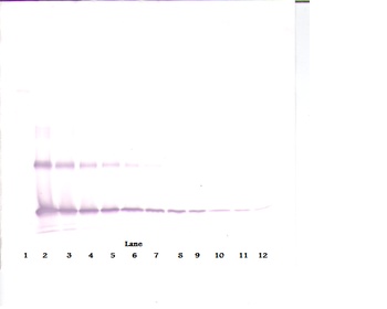 IL33 Antibody