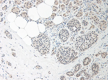 IL-33 Antibody