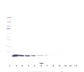 IL-10 Antibody [2F4-11-1]