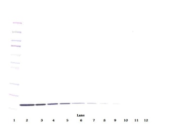 IL-10 Antibody [2F4-11-1]