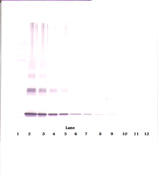 IL-10 Antibody [15B9-1-2]