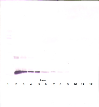 IL-10 Antibody [15B9-1-2]