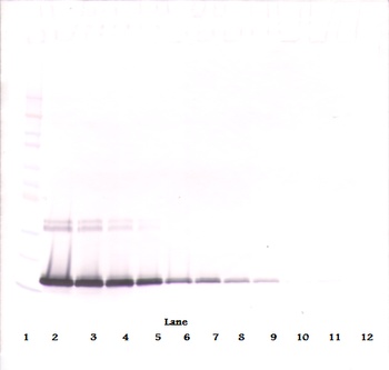 IL-2 Antibody [5B9-2-1]