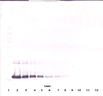IL-2 Antibody [5B9-2-1]