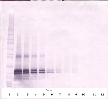 FGF17 Antibody (Biotin)