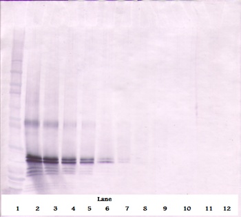 FGF17 Antibody (Biotin)