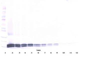 IL17B Antibody