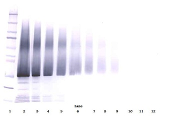 IGF-BP5 Antibody