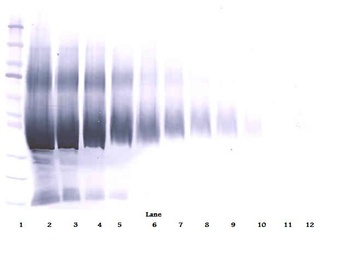 IGF-BP5 Antibody