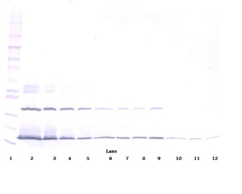 IFN-lamda2 Antibody