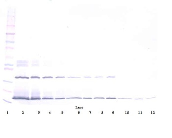 IFNL2 Antibody