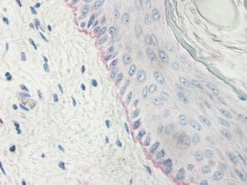 IFN-lamda2 Antibody