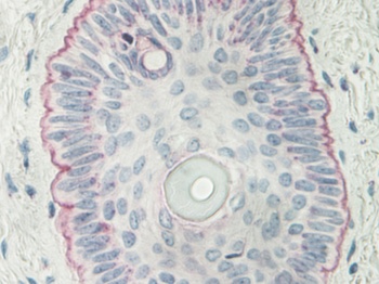 IFN-lamda2 Antibody