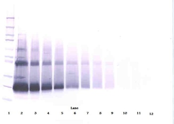 IFNB1 Antibody