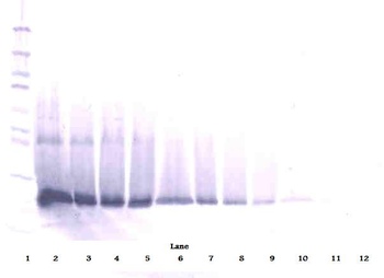 IFNB1 Antibody