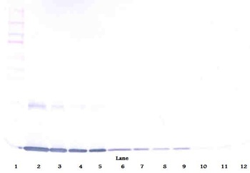 GM-CSF Antibody (biotin)