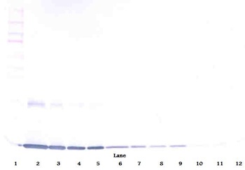 Csf2 Antibody (Biotin)