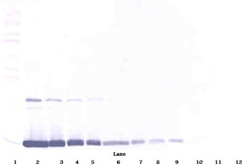 GM-CSF Antibody (biotin)