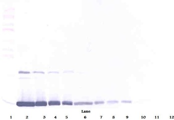 Csf2 Antibody (Biotin)