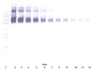 EGFR Antibody (Biotin)