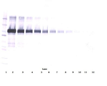 VCAM-1 Antibody