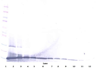 CCL28 Antibody