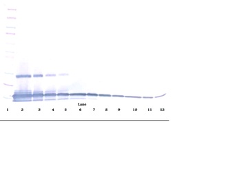 CCL28 Antibody