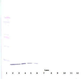 CXCL10 Antibody