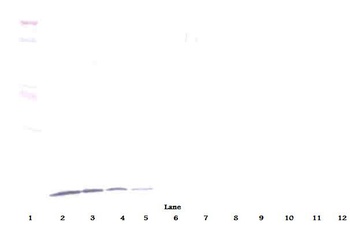 CXCL10 Antibody