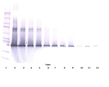 IL17D Antibody