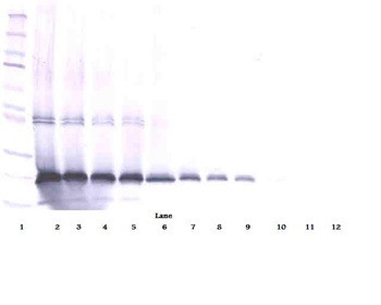 IL-17D Antibody