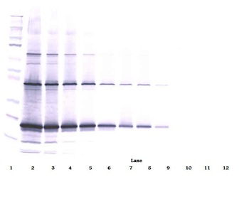 Tnfsf10 Antibody (Biotin)