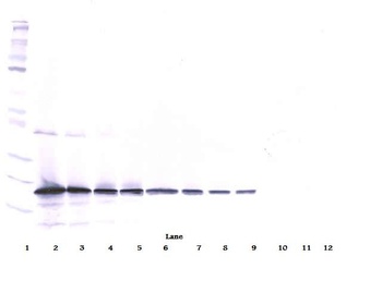 Tnfsf10 Antibody (Biotin)