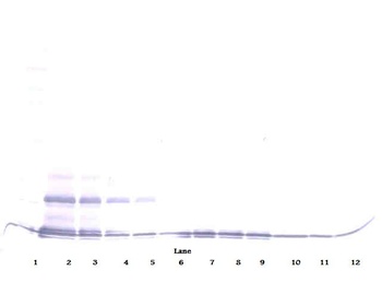 CCL16 Antibody (Biotin)