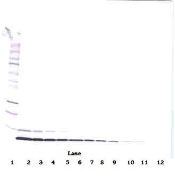 Heregulin-beta1 Antibody