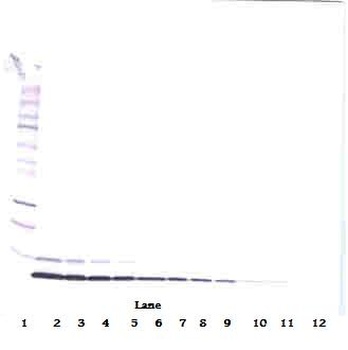 NRG1 Antibody