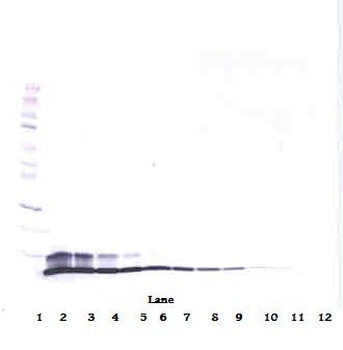 NRG1 Antibody