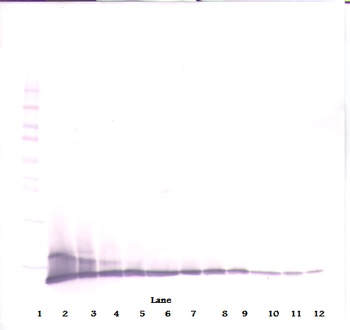 Cxcl10 Antibody