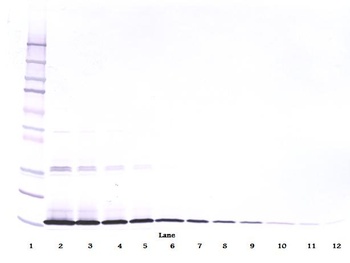 Kitlg Antibody