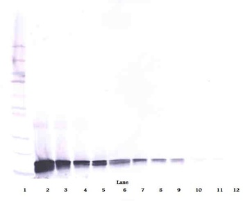 Kitlg Antibody